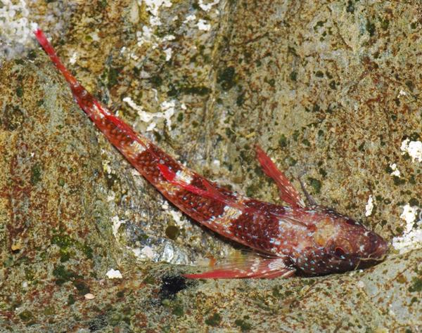 Pesce, Mare Egeo, 06.2011 (Tripterygion tripteronotus)